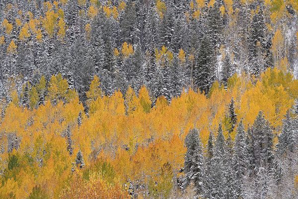 Jaynes Gallery 아티스트의 USA-Colorado-Uncompahgre National Forest Aspens after autumn snowstorm작품입니다.